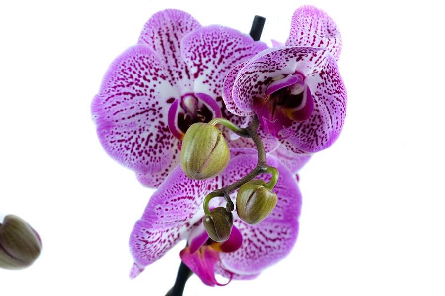 Орхидея в горшке Орхидея Фаленопсис сиреневая с бородовыми вкраплениями 2ст